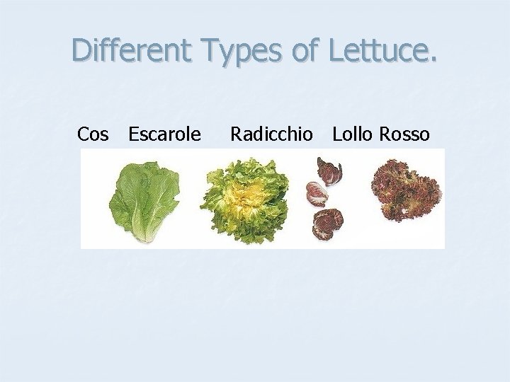 Different Types of Lettuce. Cos Escarole Radicchio Lollo Rosso 