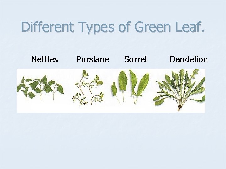 Different Types of Green Leaf. Nettles Purslane Sorrel Dandelion 