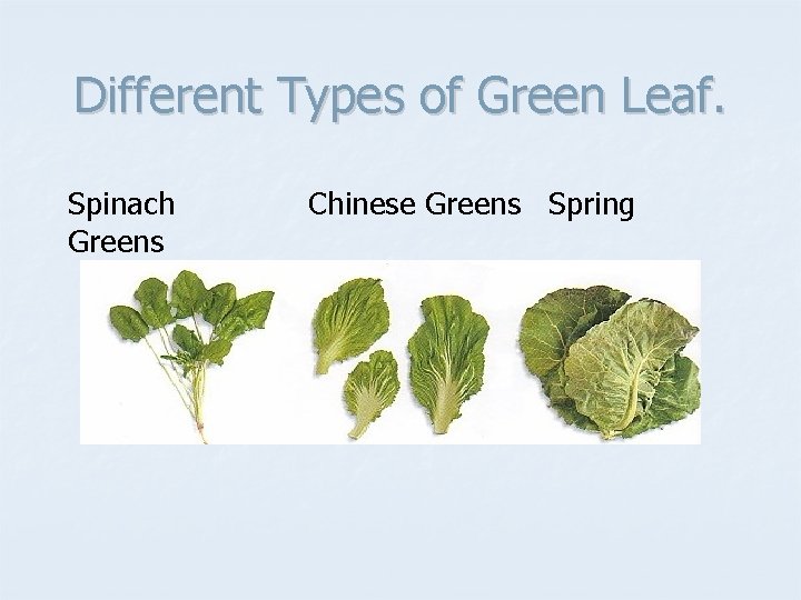 Different Types of Green Leaf. Spinach Greens Chinese Greens Spring 