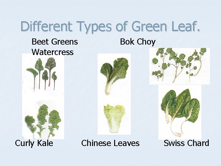 Different Types of Green Leaf. Beet Greens Watercress Curly Kale Bok Choy Chinese Leaves