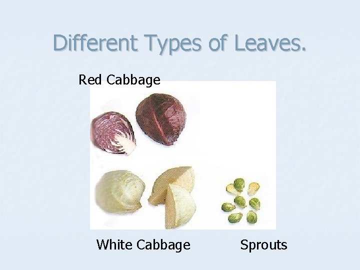 Different Types of Leaves. Red Cabbage White Cabbage Sprouts 