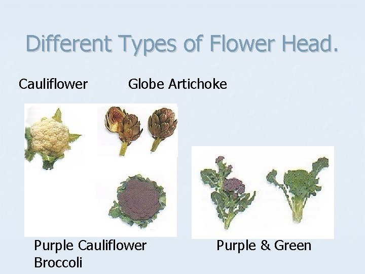 Different Types of Flower Head. Cauliflower Globe Artichoke Purple Cauliflower Broccoli Purple & Green