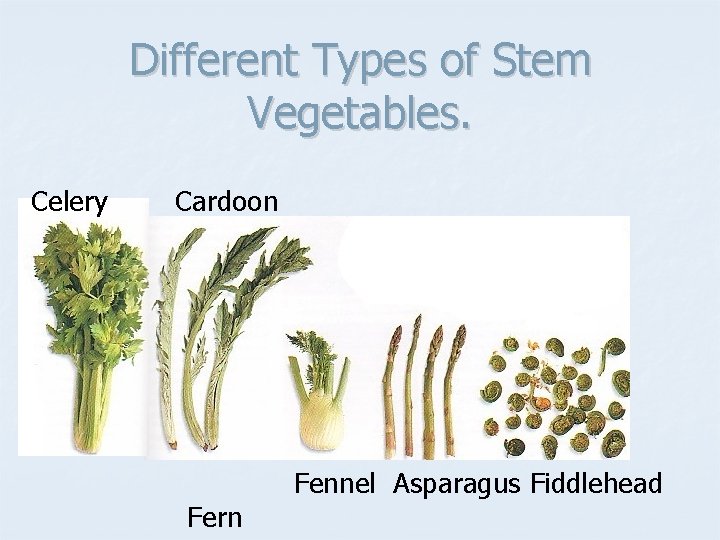 Different Types of Stem Vegetables. Celery Cardoon Fern Fennel Asparagus Fiddlehead 