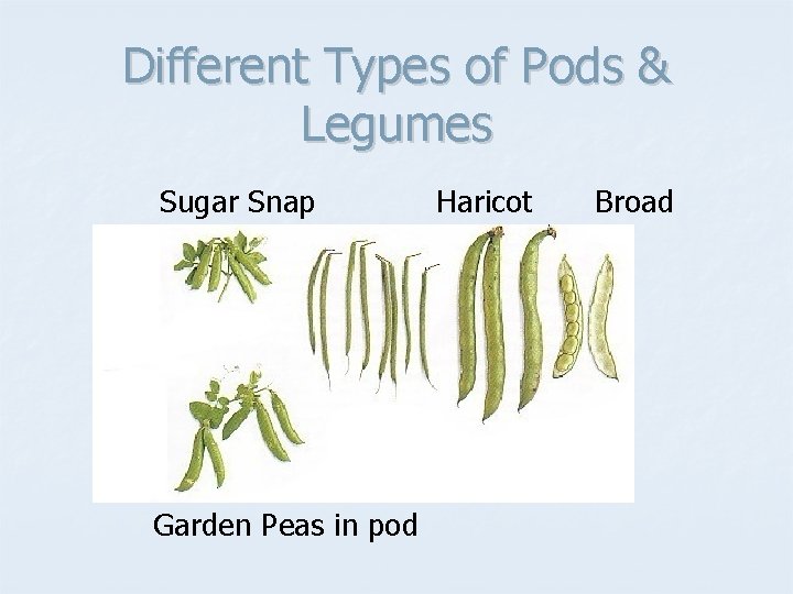 Different Types of Pods & Legumes Sugar Snap Haricot Broad Garden Peas in pod