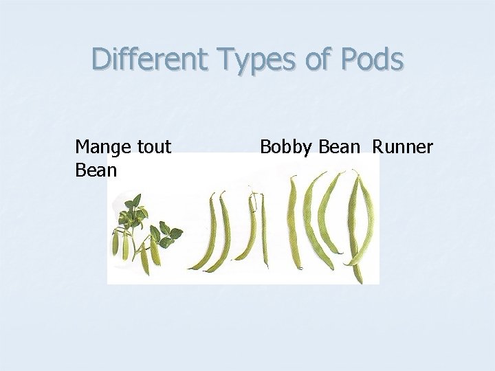 Different Types of Pods Mange tout Bean Bobby Bean Runner 