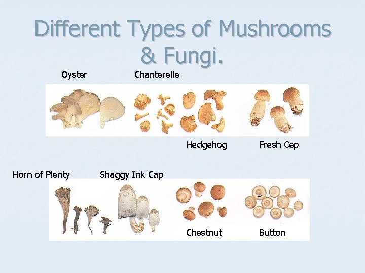 Different Types of Mushrooms & Fungi. Oyster Horn of Plenty Chanterelle Hedgehog Fresh Cep