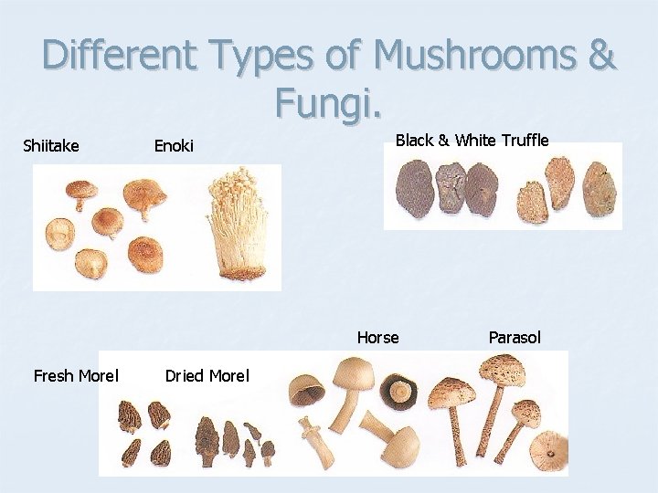 Different Types of Mushrooms & Fungi. Shiitake Enoki Black & White Truffle Horse Fresh