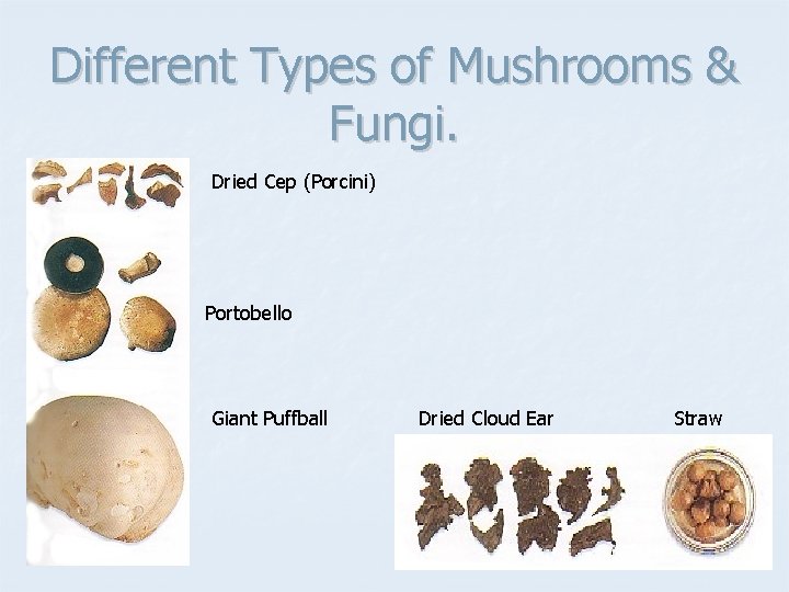 Different Types of Mushrooms & Fungi. Dried Cep (Porcini) Portobello Giant Puffball Dried Cloud