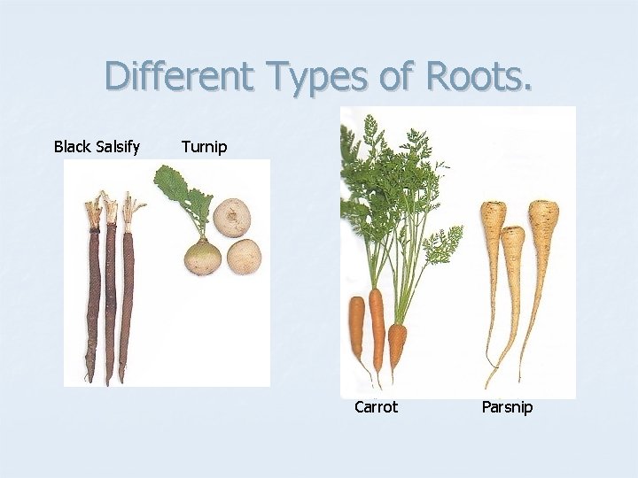 Different Types of Roots. Black Salsify Turnip Carrot Parsnip 