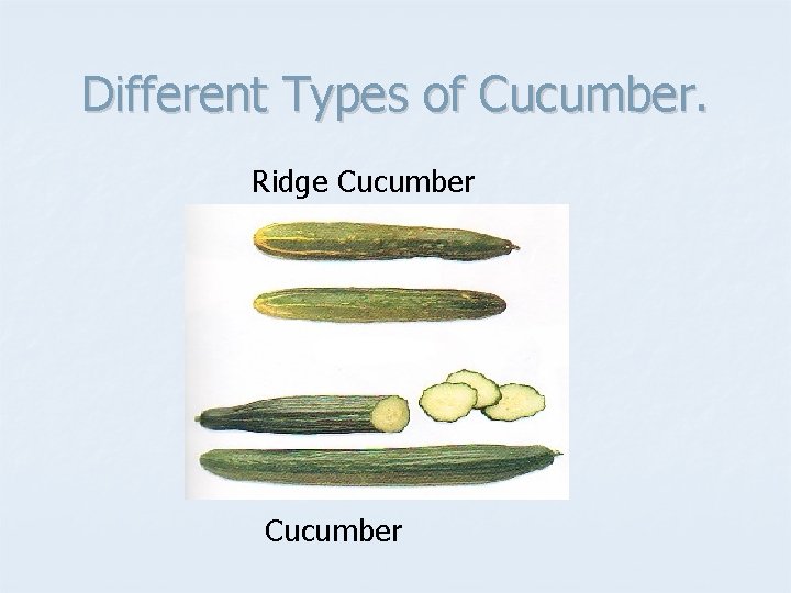 Different Types of Cucumber. Ridge Cucumber 