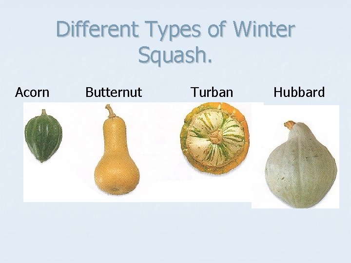 Different Types of Winter Squash. Acorn Butternut Turban Hubbard 