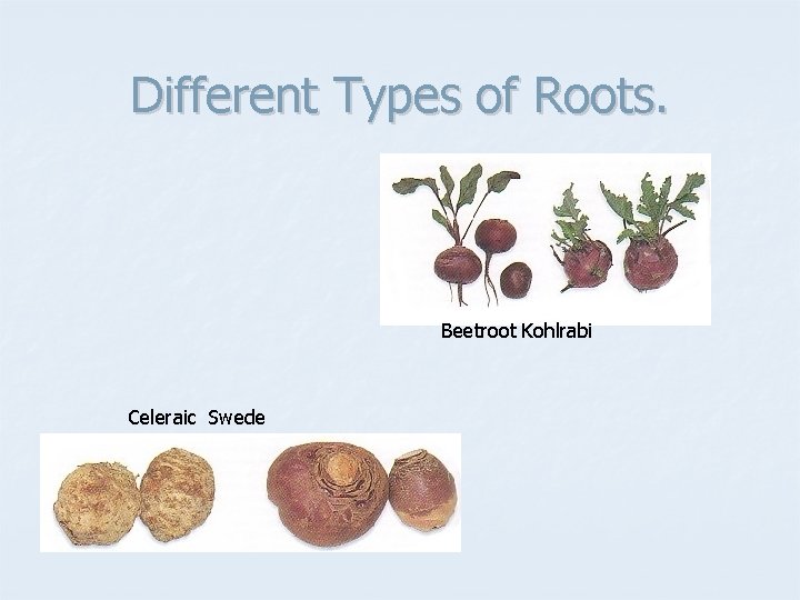 Different Types of Roots. Beetroot Kohlrabi Celeraic Swede 