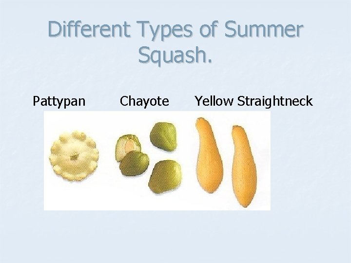 Different Types of Summer Squash. Pattypan Chayote Yellow Straightneck 