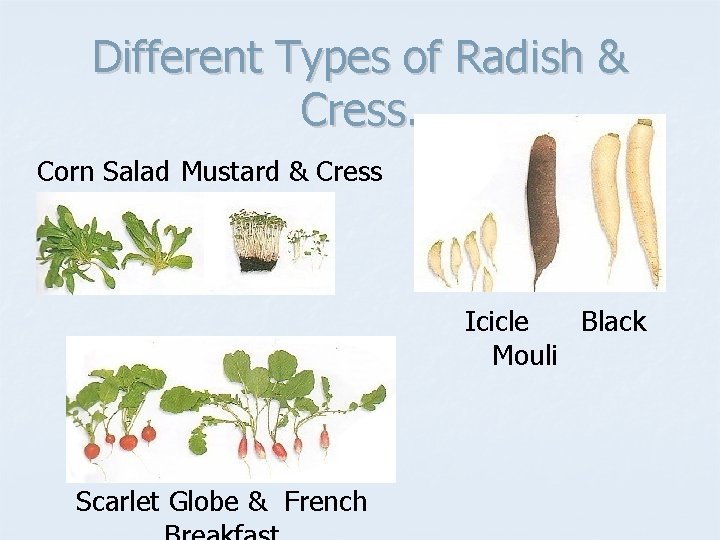 Different Types of Radish & Cress. Corn Salad Mustard & Cress Icicle Black Mouli