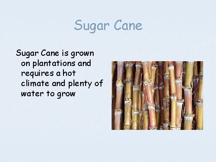Sugar Cane is grown on plantations and requires a hot climate and plenty of