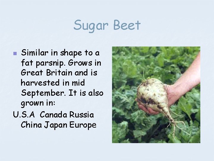 Sugar Beet Similar in shape to a fat parsnip. Grows in Great Britain and
