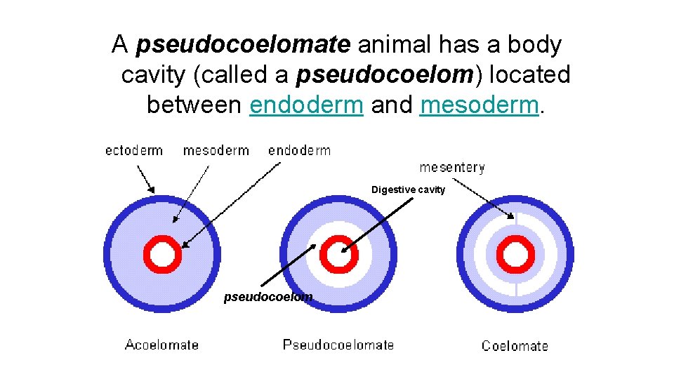 A pseudocoelomate animal has a body cavity (called a pseudocoelom) located between endoderm and