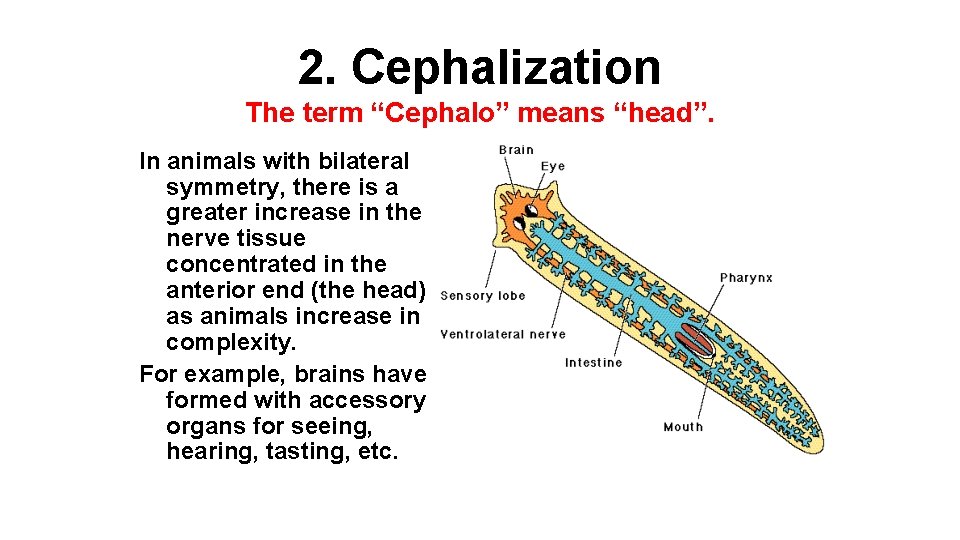 2. Cephalization The term “Cephalo” means “head”. In animals with bilateral symmetry, there is