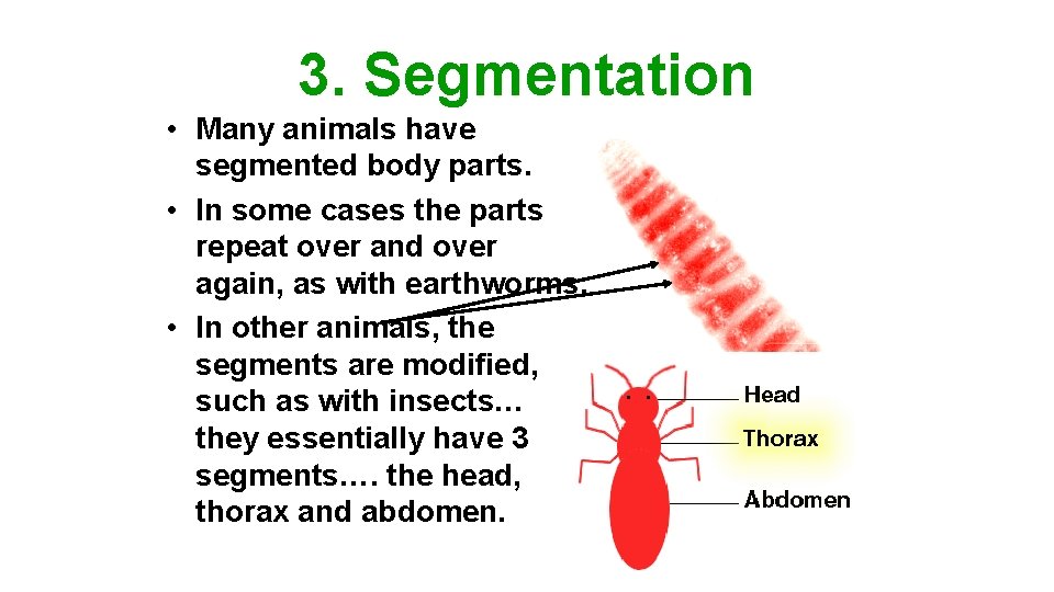 3. Segmentation • Many animals have segmented body parts. • In some cases the