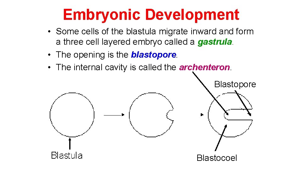 Embryonic Development • Some cells of the blastula migrate inward and form a three