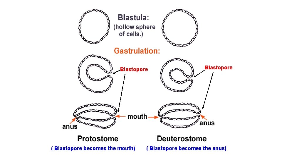 Blastopore ( Blastopore becomes the mouth) Blastopore ( Blastopore becomes the anus) 