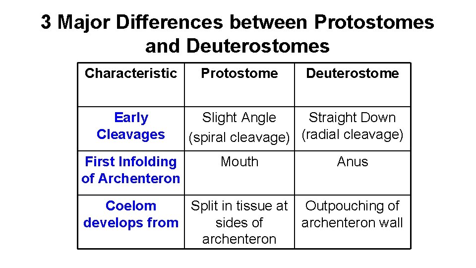 3 Major Differences between Protostomes and Deuterostomes Characteristic Early Cleavages First Infolding of Archenteron