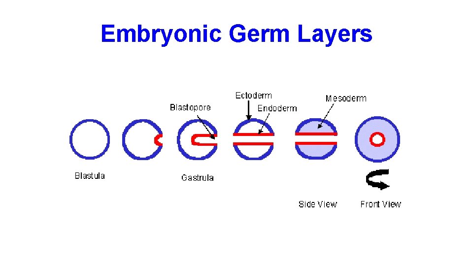 Embryonic Germ Layers 