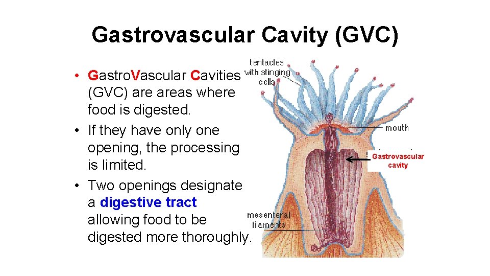 Gastrovascular Cavity (GVC) • Gastro. Vascular Cavities (GVC) areas where food is digested. •