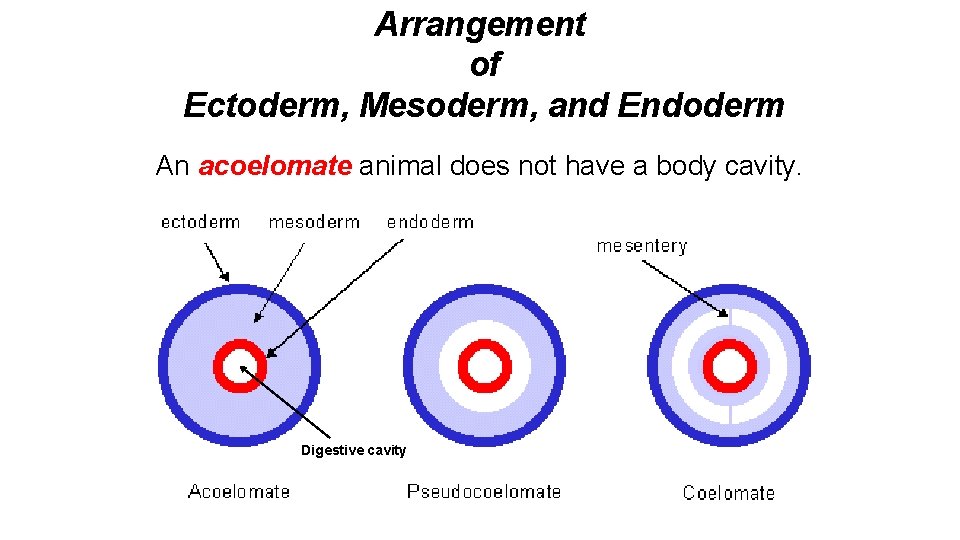 Arrangement of Ectoderm, Mesoderm, and Endoderm An acoelomate animal does not have a body