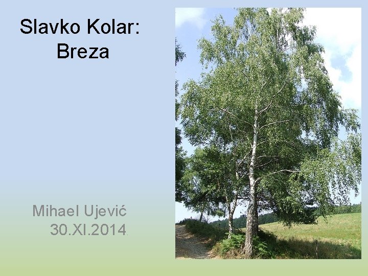 Slavko Kolar: Breza Mihael Ujević 30. XI. 2014 . 