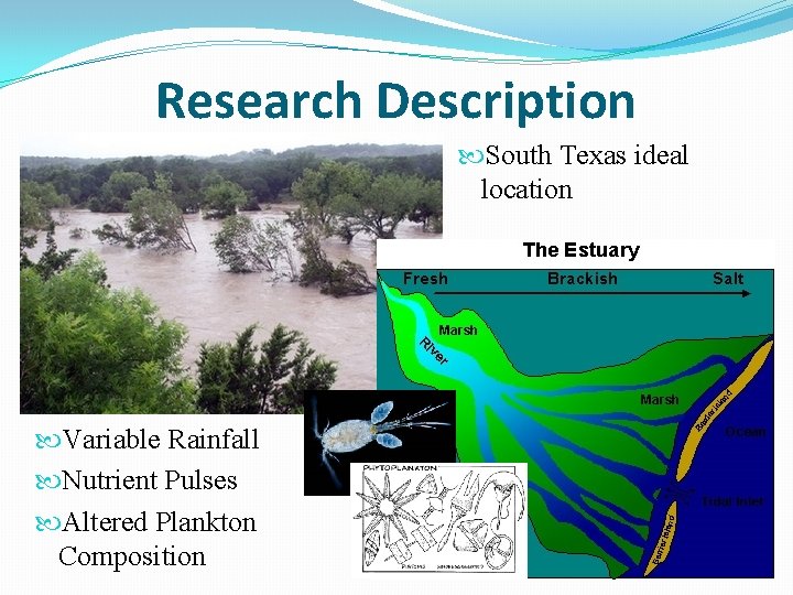 Research Description South Texas ideal location Variable Rainfall Nutrient Pulses Altered Plankton Composition 