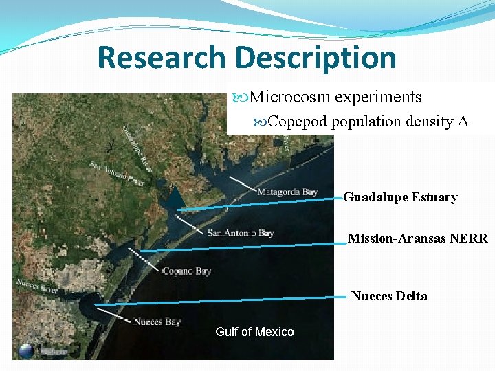 Research Description Microcosm experiments Copepod population density Δ Guadalupe Estuary Mission-Aransas NERR Nueces Delta