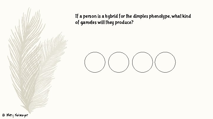 If a person is a hybrid for the dimples phenotype, what kind of gametes