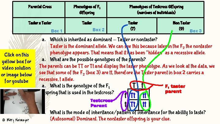 Parental Cross Phenotypes of F 1 Offspring Taster x Taster Box 1 Click on