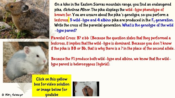 On a hike in the Eastern Sierras mountain range, you find an endangered pika,