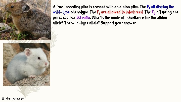 A true-breeding pika is crossed with an albino pika. The F 1 all display