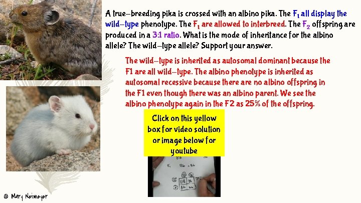 A true-breeding pika is crossed with an albino pika. The F 1 all display