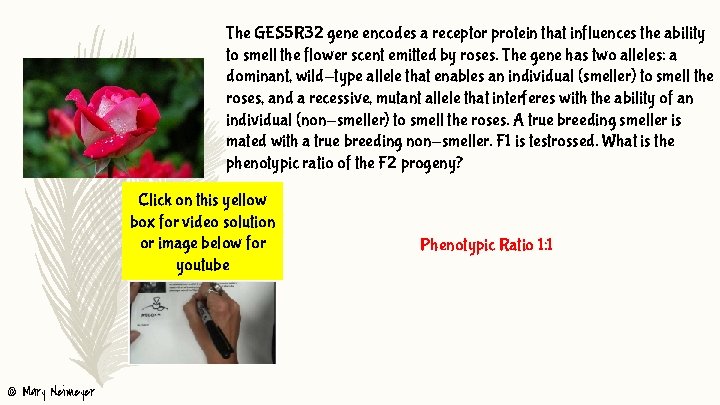 The GES 5 R 32 gene encodes a receptor protein that influences the ability