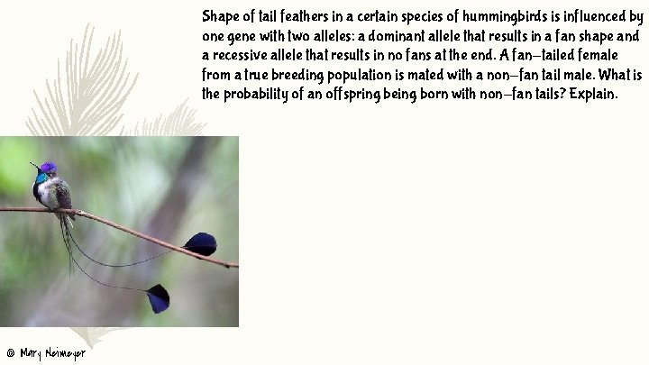 Shape of tail feathers in a certain species of hummingbirds is influenced by one