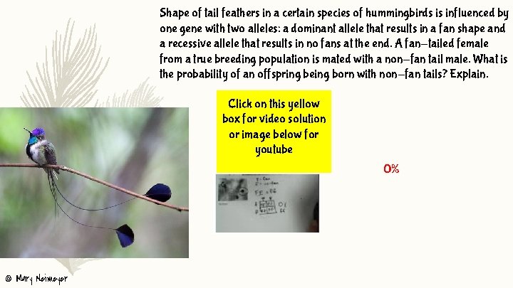 Shape of tail feathers in a certain species of hummingbirds is influenced by one