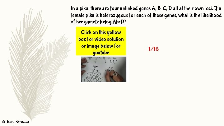 In a pika, there are four unlinked genes A, B, C, D all at