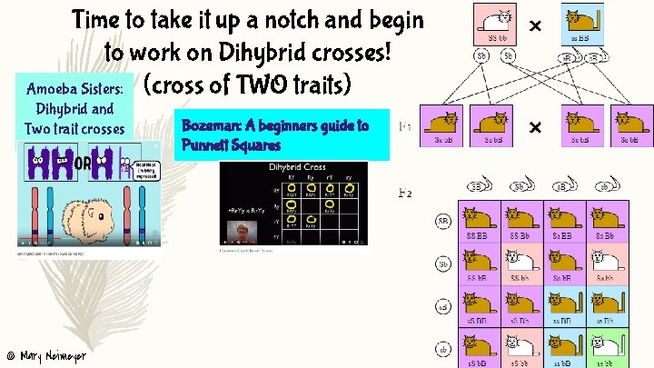 Time to take it up a notch and begin to work on Dihybrid crosses!