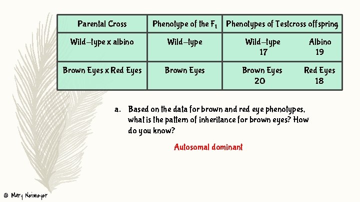 Parental Cross Phenotype of the F 1 Phenotypes of Testcross offspring Wild-type x albino