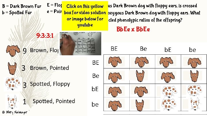 B = Dark Brown Fur b = Spotted Fur E = Floppy. Click Earson