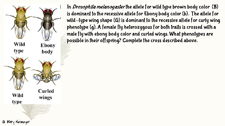 In Drosophila melanogaster the allele for wild type brown body color (B) is dominant