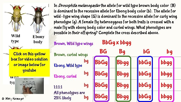 In Drosophila melanogaster the allele for wild type brown body color (B) is dominant