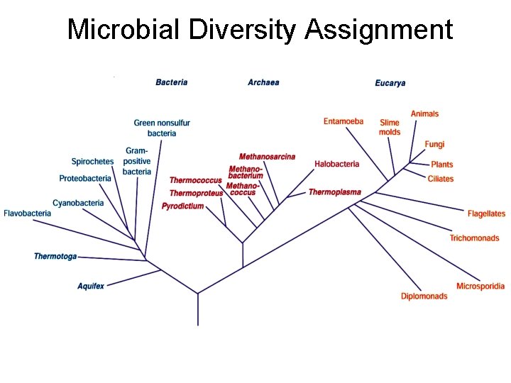 Microbial Diversity Assignment 