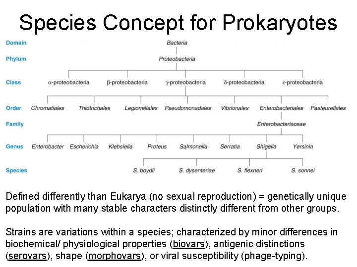 Species Concept for Prokaryotes Defined differently than Eukarya (no sexual reproduction) = genetically unique