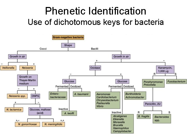 Phenetic Identification Use of dichotomous keys for bacteria 