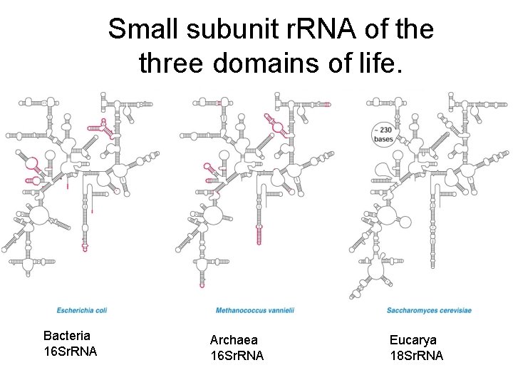 Small subunit r. RNA of the three domains of life. Bacteria 16 Sr. RNA